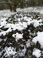 Snow and bramble patterns, Winter, Hampstead Heath P1070431